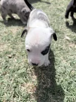 cow , a male French Bulldog and German Shepherd Dog for sale in Peoria, AZ – 1 of 3
