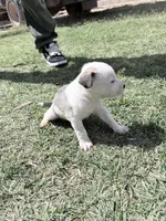 cow , a male French Bulldog and German Shepherd Dog for sale in Peoria, AZ – 3 of 3