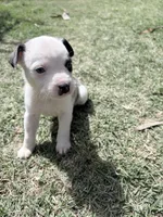 cow , a male French Bulldog and German Shepherd Dog for sale in Peoria, AZ – 2 of 3