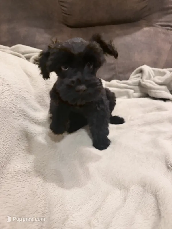 Gracie blue merle  – Miniature Schnauzer puppy for sale in Columbus, MS