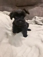 Gracie blue merle , a female Miniature Schnauzer for sale in Columbus, MS – 1 of 7