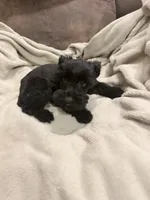 Gracie blue merle , a female Miniature Schnauzer for sale in Columbus, MS – 2 of 7