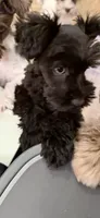 Gracie blue merle , a female Miniature Schnauzer for sale in Columbus, MS – 4 of 7