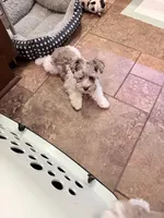 Hope toy size, a female Miniature Schnauzer for sale in Columbus, MS – 7 of 9