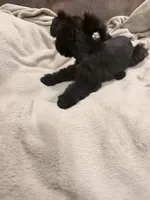 Gracie blue merle , a female Miniature Schnauzer for sale in Columbus, MS – 3 of 7