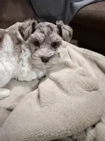 Hope toy size, a female Miniature Schnauzer for sale in Columbus, MS – 9 of 9