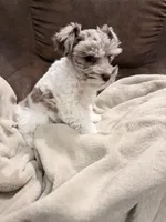 Hope toy size, a female Miniature Schnauzer for sale in Columbus, MS – 3 of 9