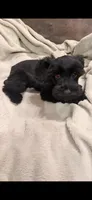 Gracie blue merle , a female Miniature Schnauzer for sale in Columbus, MS – 5 of 7