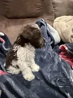 Bruce toy size, a male Miniature Schnauzer for sale in Columbus, MS – 5 of 8