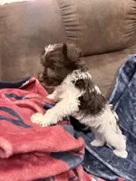 Bruce toy size, a male Miniature Schnauzer for sale in Columbus, MS – 2 of 8