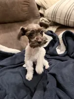 Bruce toy size, a male Miniature Schnauzer for sale in Columbus, MS – 6 of 8