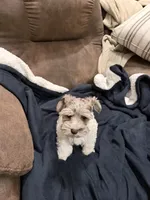 Hope toy size, a female Miniature Schnauzer for sale in Columbus, MS – 4 of 9
