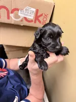 Gracie blue merle , a female Miniature Schnauzer for sale in Columbus, MS – 6 of 7