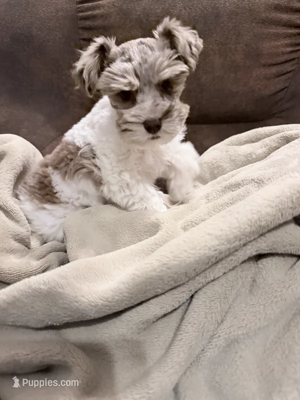 Hope toy size – Miniature Schnauzer puppy for sale in Columbus, MS