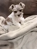 Hope toy size, a female Miniature Schnauzer for sale in Columbus, MS – 1 of 9