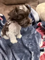 Bruce toy size, a male Miniature Schnauzer for sale in Columbus, MS – 4 of 8
