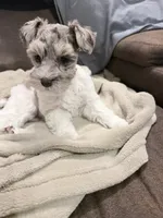 Hope toy size, a female Miniature Schnauzer for sale in Columbus, MS – 8 of 9