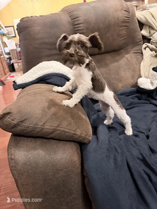 Bruce toy size – Miniature Schnauzer puppy for sale in Columbus, MS