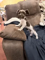 Bruce toy size, a male Miniature Schnauzer for sale in Columbus, MS – 8 of 8