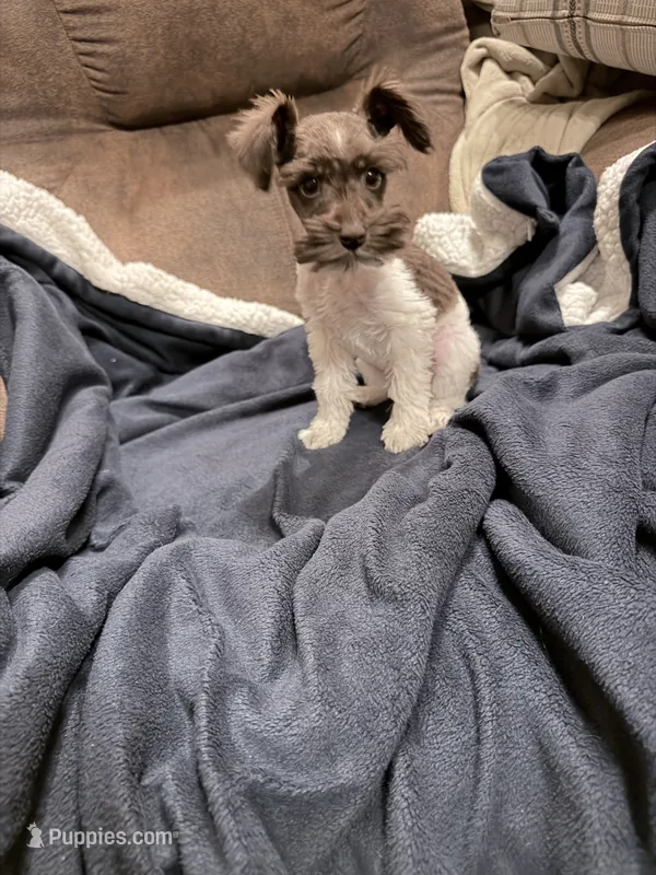 Bruce toy size – Miniature Schnauzer puppy for sale in Columbus, MS