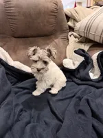 Hope toy size, a female Miniature Schnauzer for sale in Columbus, MS – 6 of 9