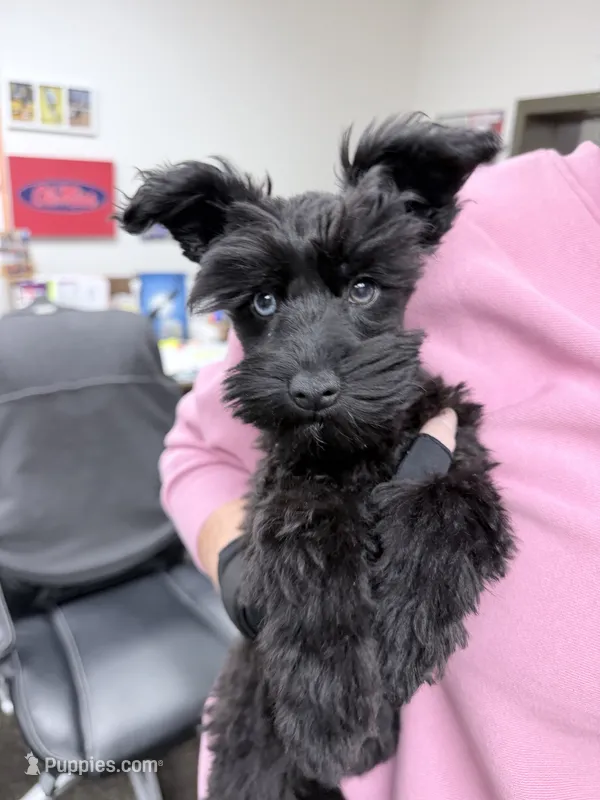 Gracie blue merle  – Miniature Schnauzer puppy for sale in Columbus, MS