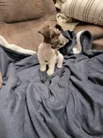 Bruce toy size, a male Miniature Schnauzer for sale in Columbus, MS – 7 of 8