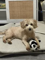 Milo, a male Maltipoo for sale in Concord, NC – Photo 5 of 5