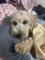 Milo, a male Maltipoo for sale in Concord, NC – Photo 4 of 5