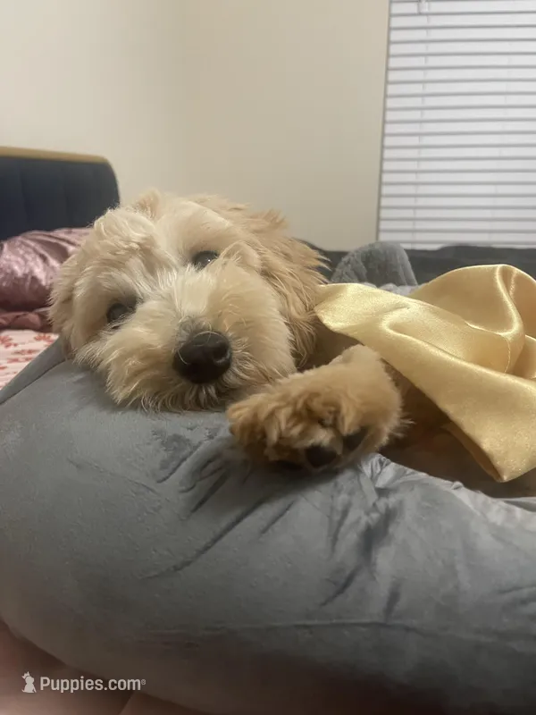 Milo, a male Maltipoo for sale in Concord, NC – Photo 1 of 5