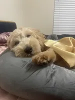 Milo, a male Maltipoo for sale in Concord, NC – Photo 1 of 5