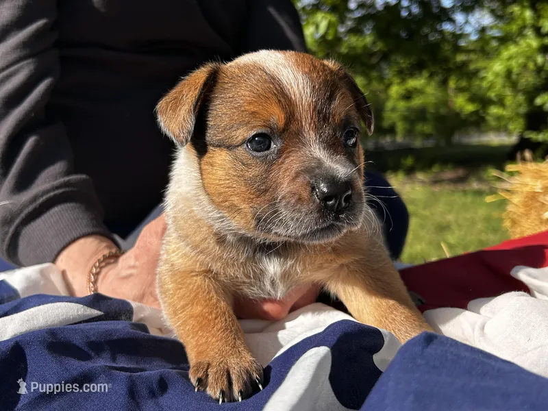 AKC Red Rosie – Australian Cattle Dog puppy for sale in Red Bluff, CA