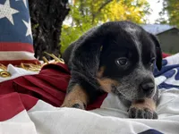 AKC Pepper , a female Australian Cattle Dog for sale in Red Bluff, CA – 3 of 5