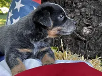 AKC Pepper , a female Australian Cattle Dog for sale in Red Bluff, CA – 2 of 5