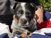 AKC Pepper , a female Australian Cattle Dog for sale in Red Bluff, CA – 5 of 5