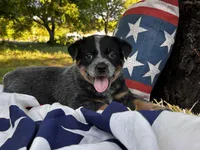 AKC Pepper , a female Australian Cattle Dog for sale in Red Bluff, CA – 4 of 5