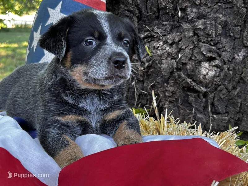 AKC Pepper  – Australian Cattle Dog puppy for sale in Red Bluff, CA