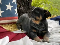 AKC Tess, a female Australian Cattle Dog for sale in Red Bluff, CA – 4 of 5