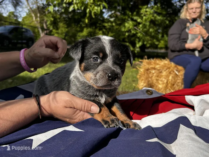 AKC Blue Macie – Australian Cattle Dog puppy for sale in Red Bluff, CA