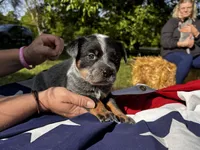 AKC Tess, a female Australian Cattle Dog for sale in Red Bluff, CA – 5 of 5