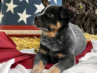AKC Tess, a female Australian Cattle Dog for sale in Red Bluff, CA – 2 of 5