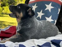 AKC Tess, a female Australian Cattle Dog for sale in Red Bluff, CA – 3 of 5