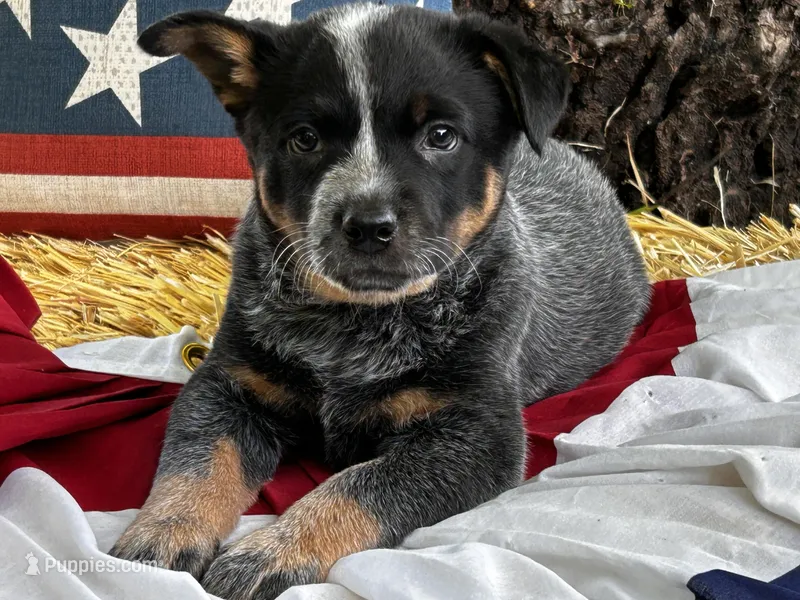 AKC Tess – Australian Cattle Dog puppy for sale in Red Bluff, CA