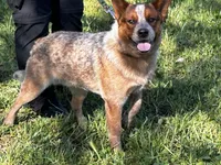 Buddy, a male Australian Cattle Dog for sale in Red Bluff, CA – Photo 2 of 6