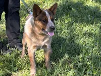 Buddy, a male Australian Cattle Dog for sale in Red Bluff, CA – Photo 3 of 6