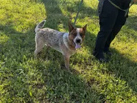 Buddy, a male Australian Cattle Dog for sale in Red Bluff, CA – Photo 5 of 6