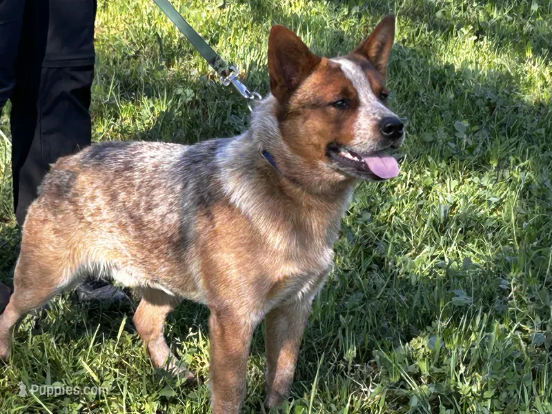 Buddy – Australian Cattle Dog puppy for sale in Red Bluff, CA