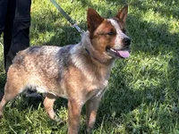 Buddy, a male Australian Cattle Dog for sale in Red Bluff, CA – Photo 1 of 6