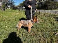 Buddy, a male Australian Cattle Dog for sale in Red Bluff, CA – Photo 6 of 6
