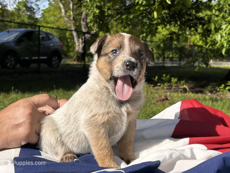 AKC Red Reba – Australian Cattle Dog puppy for sale in Red Bluff, CA
